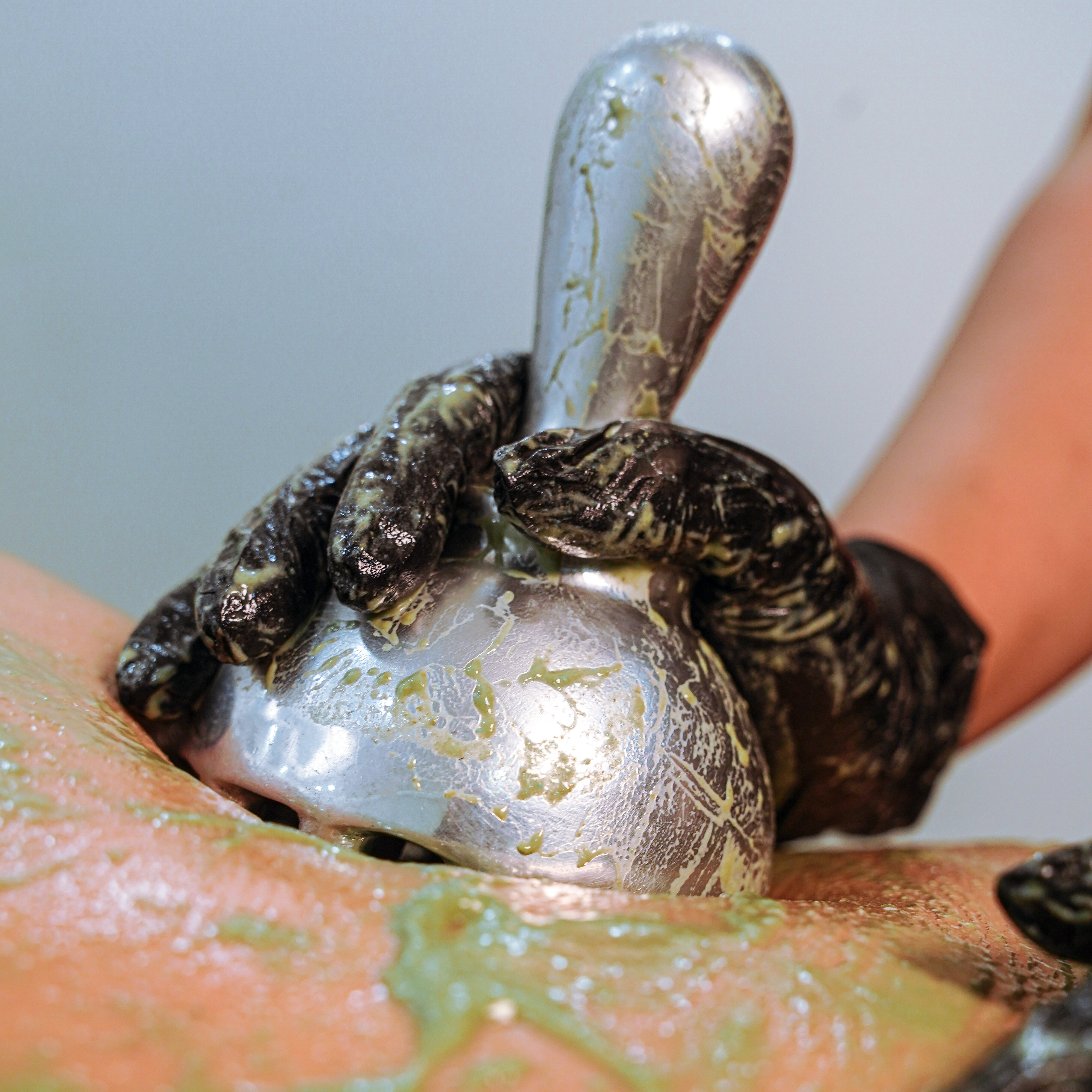 Metal Therapy Online Training