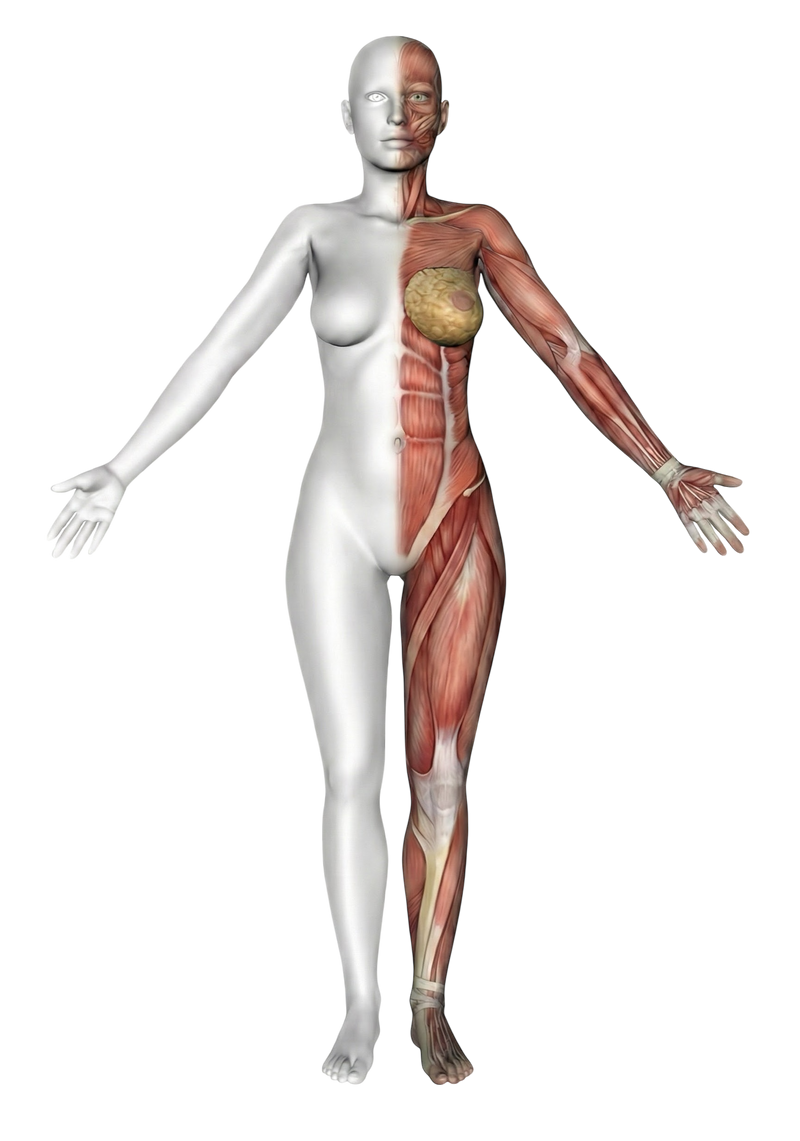 Mapa Corporal Inteligente